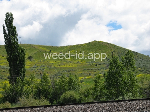 woad, dyer's